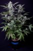 cannabis-timewreck4-2264.jpg