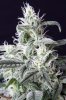 cannabis-timewreck4-2267.jpg