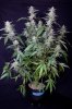 cannabis-timewreck1-2410.jpg