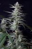 cannabis-timewreck1-2413.jpg