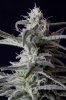 cannabis-timewreck1-2414.jpg