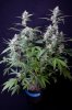 cannabis-timewreck2-2417.jpg