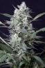 cannabis-timewreck4-2427.jpg