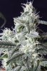 cannabis-timewreck4-2429.jpg