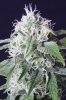 cannabis-timewreck5-2423.jpg