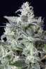 cannabis-timewreck4-d48-2485.jpg