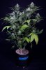 cannabis-timewreck5-d48-2487.jpg