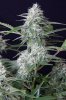 cannabis-timewreck5-d48-2489.jpg