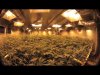 Same plant numbers larger room.jpg