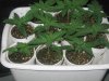 seedlings.jpg