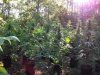 2011grow6005.jpg