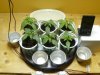 GrowDiary_Day13V_2.jpg