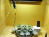 GrowDiary_Day13V_4.jpg