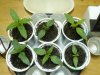 GrowDiary_Day10V_3.jpg