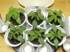 GrowDiary_Day14V_1.jpg