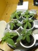 GrowDiary_Day14V_2.jpg