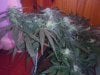 3 dimension day 34 flowering (11).jpg