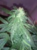 3 dimension day 34 flowering (13).jpg