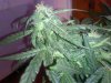 3 dimension day 34 flowering (14).jpg