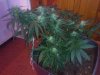 3 dimension day 34 flowering (15).jpg