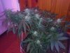 3 dimension day 34 flowering (17).jpg