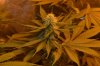 grow pictures 005.jpg