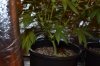 grow pictures 011.jpg