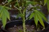 grow pictures 012.jpg