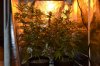 grow pictures 013.jpg