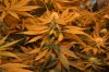 grow pictures 014.jpg