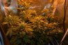 grow pictures 015.jpg