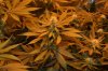 grow pictures 016.jpg