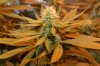 grow pictures 017.jpg