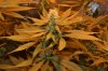 grow pictures 018.jpg