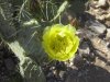 pajarita wilderness and dick magee trail with gila monster 104.jpg