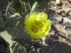 pajarita wilderness and dick magee trail with gila monster 105.jpg