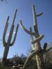 pajarita wilderness and dick magee trail with gila monster 109.jpg