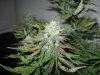 Day 50 Flower (8).jpg