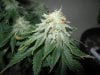 Day 50 Flower (12).jpg