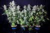 cannabis-timewreck1245-d56-0048.jpg