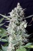 cannabis-timewreck4-d56-0064.jpg