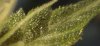 TRICHS ON LEAF_crop.jpg