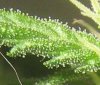 a13trichs.jpg