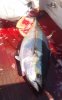 180lb Yellowfin 2.jpg