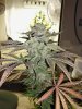 01-grape13-gt13mom-65days.jpg