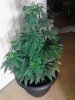 Plant A - 53 days (5) - 04_04_2012.jpg