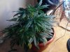 Plant B - 53 days (5) - 04_04_2012.jpg