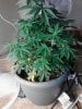 Plant C - 53 days (5) - 04_04_2012.jpg