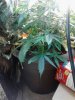 Plant D - 47 days (5) - 04_04_2012.jpg