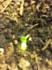 seedlings4 003.jpg